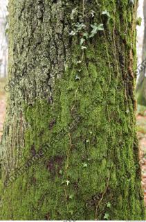 tree bark mossy 0001